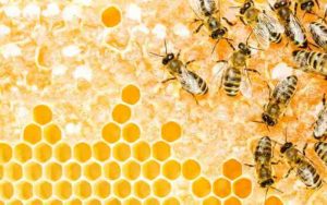 Rêver d'abeilles