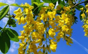 Rêver d'acacia.