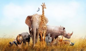 Rêver d'animaux.