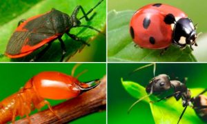 Rêver d'insectes.