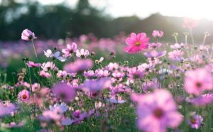 Rêver de fleurs.