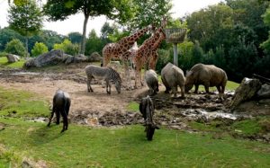 Rêver de zoo.