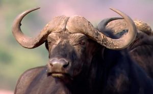 Rêver de buffle.