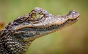 Rêver d'alligator.