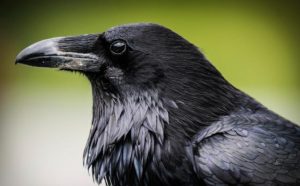 Rêver de corbeau noir.