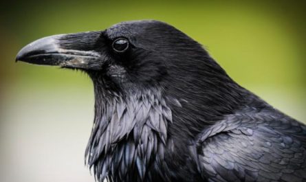Rêver de corbeau noir.