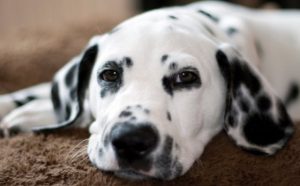 Rêver de dalmatien.