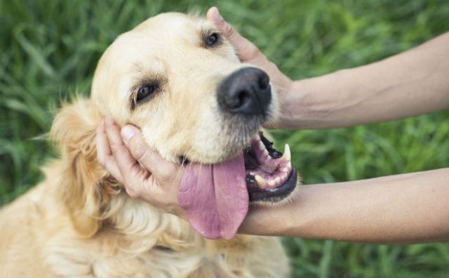 Rêver de caresser un gros chien