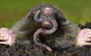 Rêver d'être mordu par une taupe.