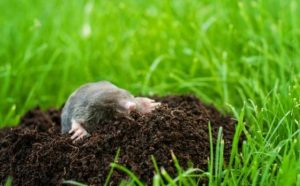 Rêver de tuer une taupe.