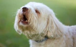 Rêver d’aboiements.