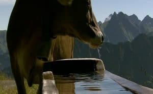 Pourquoi rêver d'abreuvoir ?