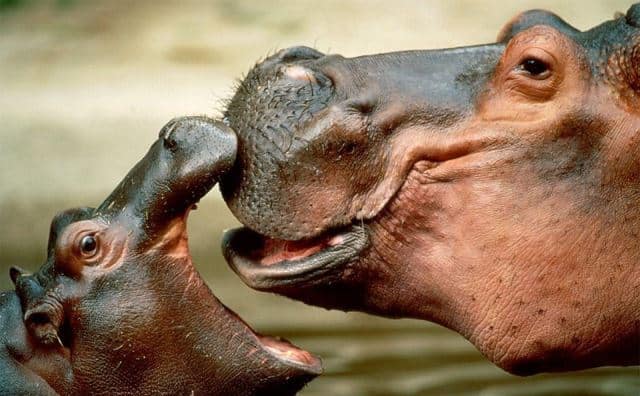 Rêver d'hippopotame.