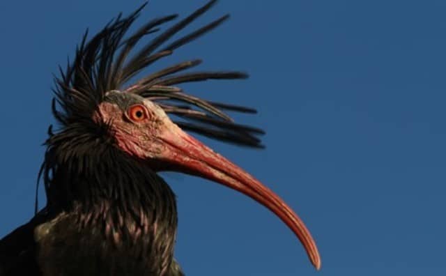 Rêver d'ibis.