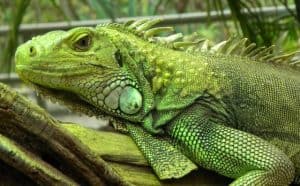 rêver d'iguane