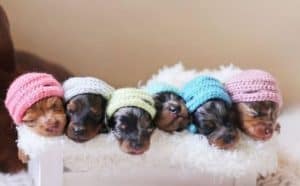 Rêver de bébés animaux.