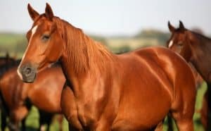 Rêver de cheval.