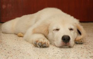 Rêver de chien gentil.