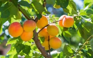 rêver de cueillir des abricots