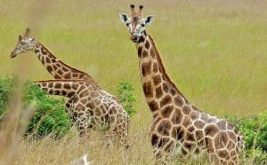Rêver de girafe.