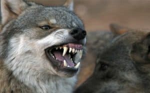 rêver de loup qui attaque