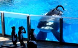 Rêver de sauver un orque.