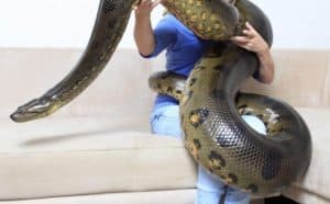 Rêver de serpent géant.