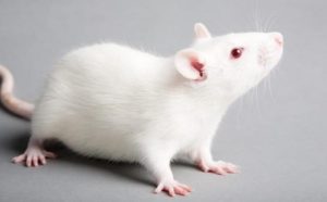 Rêver de souris blanche.