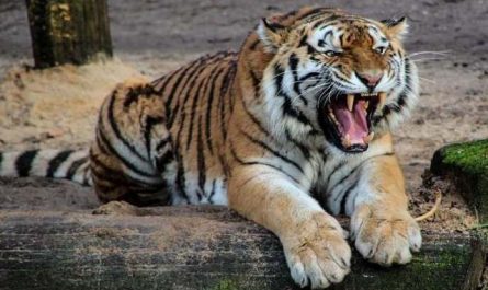 Rêver de tigre.