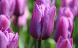 rêver de fleurs en psychologie