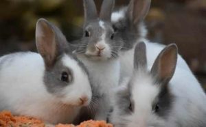 Rêver d'avoir des lapins à la maison