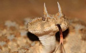 Rêver d'être poursuivi par un serpent à sonnette
