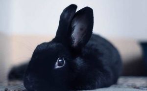 Rêver de caresser un lapin noir