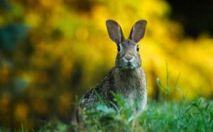 Rêver de chasser un lapin :