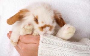 Rêver de donner naissance à un lapin