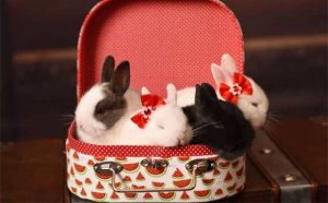 Rêver de donner un lapin
