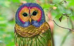 Rêver de hibou coloré