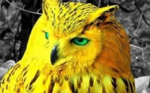 Rêver de hibou jaune