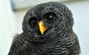 Rêver de hibou noir