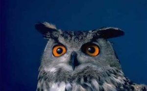 Rêver de hibou toutes les significations et interprétations possibles :