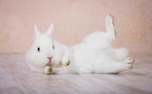 Rêver de lapin blanc mort