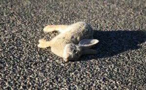 Rêver de lapin mort :