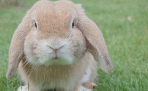 Pourquoi rêver de lapin nain ?