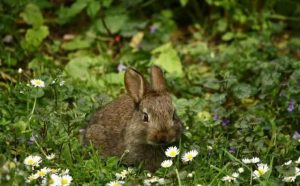 Rêver de perdre un lapin