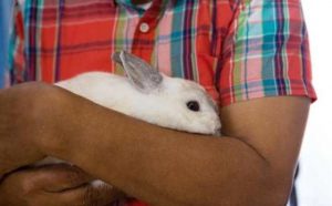 Rêver de prendre soin d'un lapin