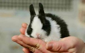 Rêver de recevoir un lapin en cadeau