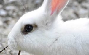 rêver de sauver un lapin blanc