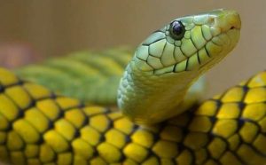Rêver de serpent à sonnette jaune