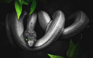 Rêver de serpent à sonnette noir