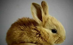 Rêver de trouver un lapin